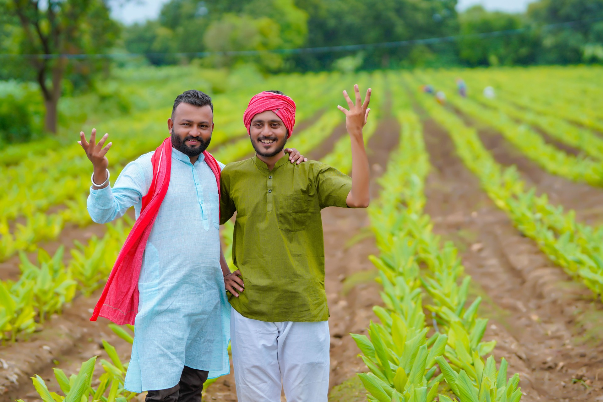 Young indian farmers at green turmeric agriculture field.